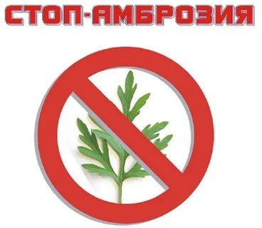 Амброзия