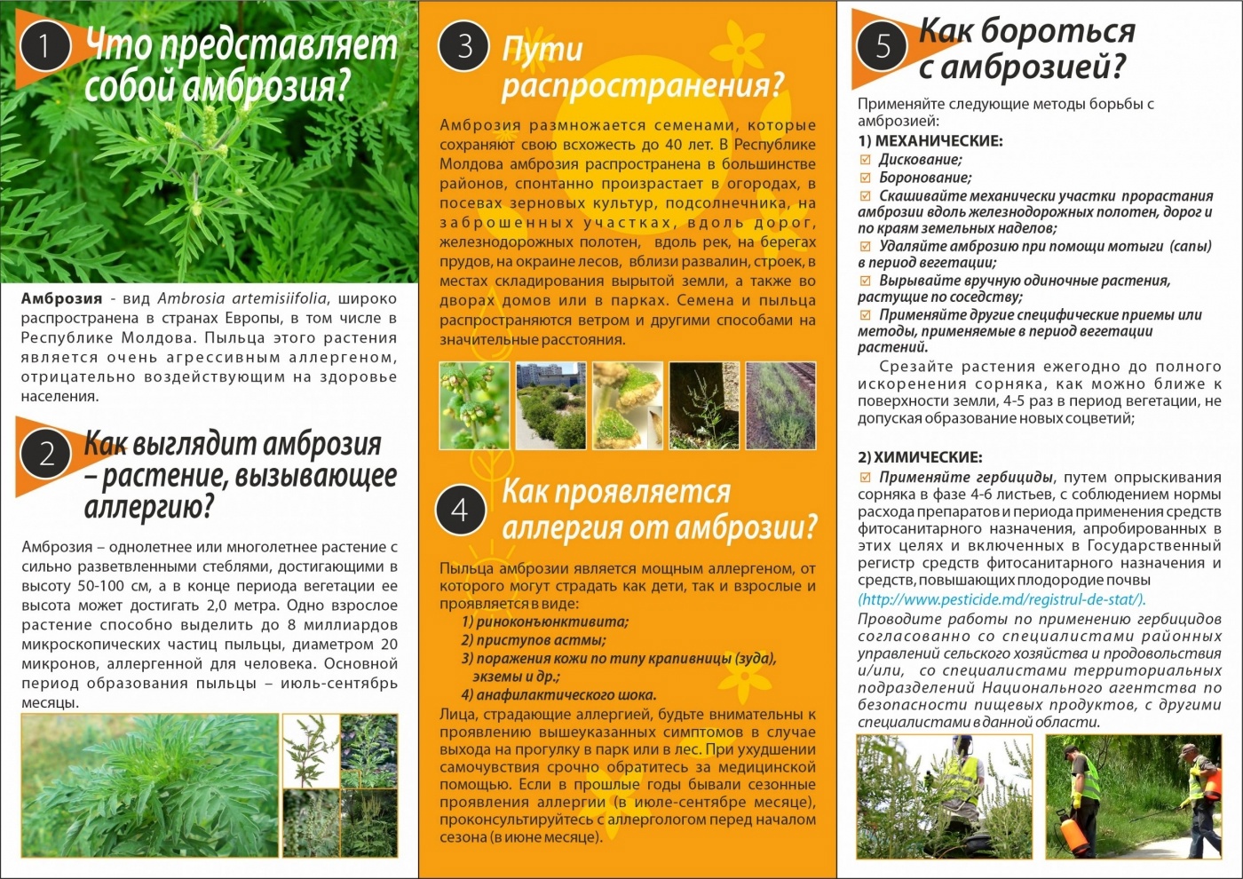 Внимание амброзия!