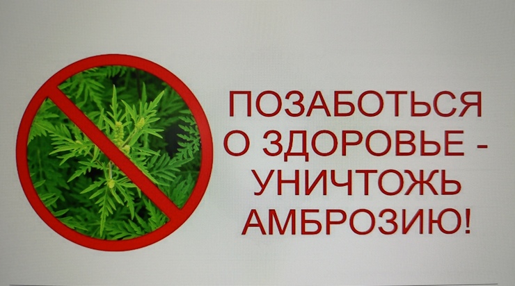 Позаботься о здоровье - уничтожь амброзию!