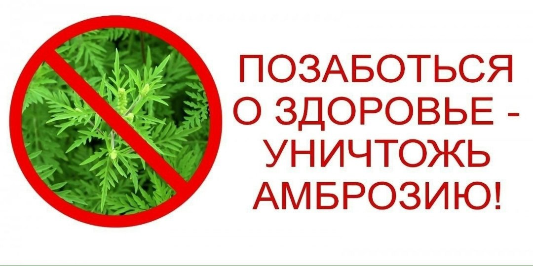 Амброзия полыннолистная
