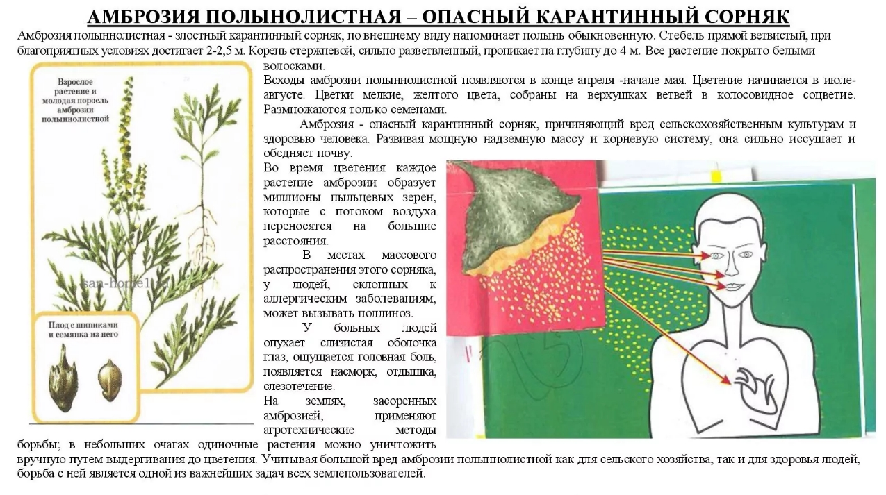 Амброзия полынолистная - опасный карантинный сорняк