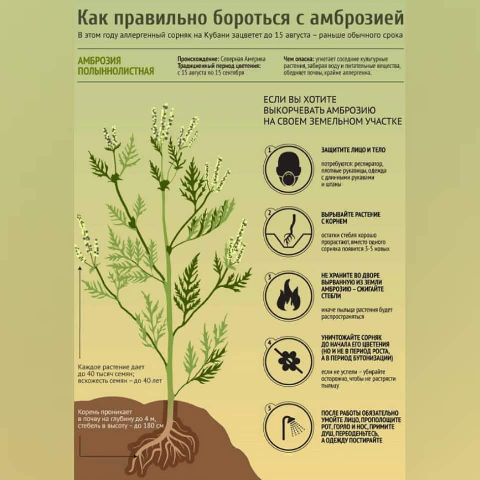 Внимание АМБРОЗИЯ